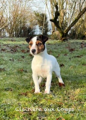 https://chiens-de-france.com/photo/chiens/2025_01/tn200/TN200_202601111057476963741b573e6.jpg