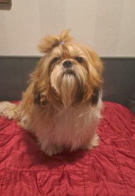 Venum (dit valentin) Du Val De La Licorne