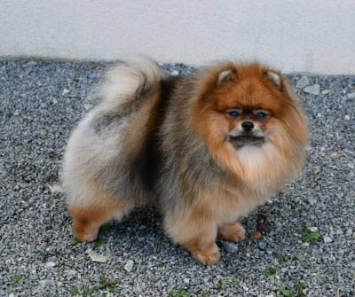 CH. verena sunlight San de beers dit léon