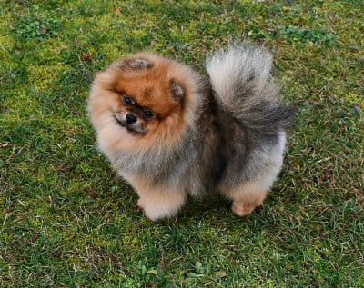 CH. verena sunlight San de beers dit léon