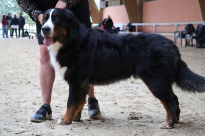 Ulysse De La Terre Des F?es