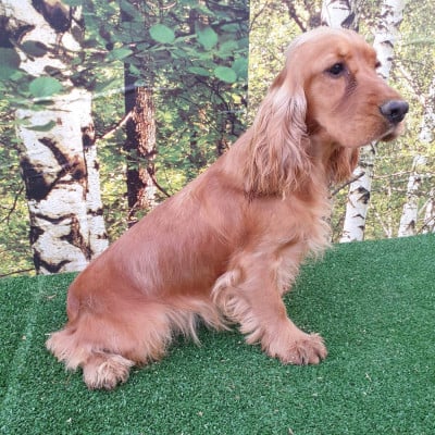 https://chiens-de-france.com/photo/chiens/2025_01/tn200/TN200_20260214121711699059b7e51be.jpg