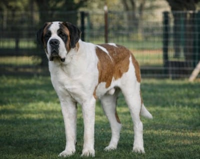 Vince Du Morvan Des Lacs