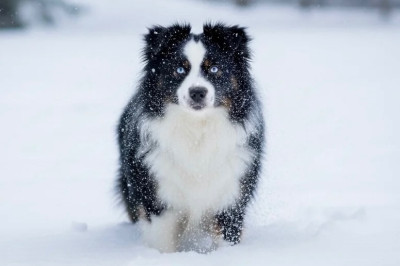 « chouchou » shining me on Des Plaines De Barbizon