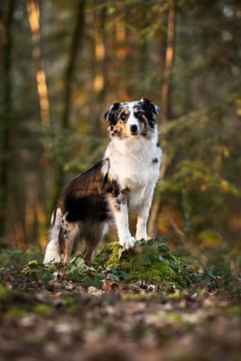 https://chiens-de-france.com/photo/chiens/2025_01/tn200/TN200_2026040318013969cfe4638e411.jpg