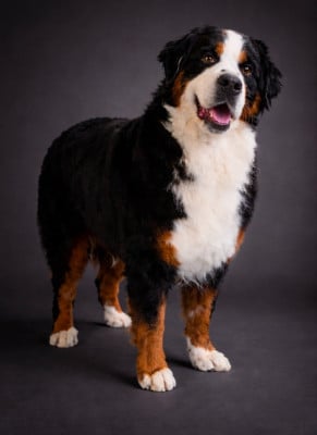 https://chiens-de-france.com/photo/chiens/2025_01/tn200/TN200_2026040521441769d2bb91269ca.jpg
