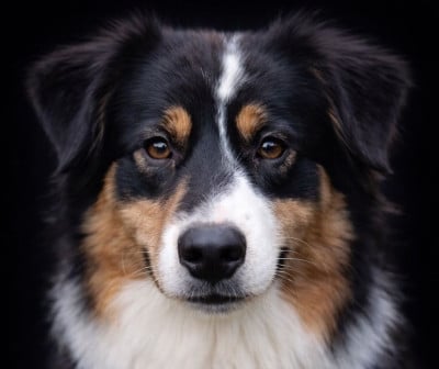 https://chiens-de-france.com/photo/chiens/2025_01/tn200/TN200_2026041209363369db4b81a37fe.jpg