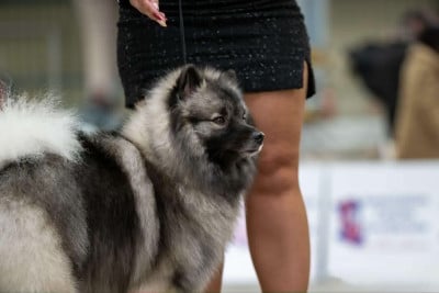 https://chiens-de-france.com/photo/chiens/2025_01/tn200/TN200_2026041323211669dd5e4c8dc36.jpg