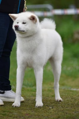 https://chiens-de-france.com/photo/chiens/2025_01/tn200/TN200_2026042822582969f11f75327ab.jpg