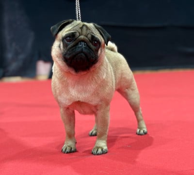 https://chiens-de-france.com/photo/chiens/2025_01/tn200/TN200_2026050213511969f5e537ead50.jpg