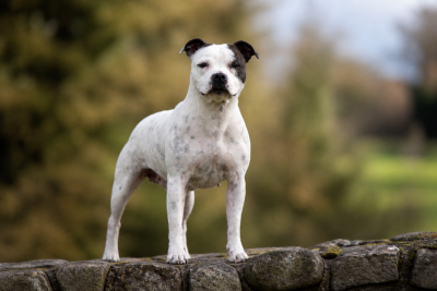 https://chiens-de-france.com/photo/chiens/2025_01/tn200/TN200_2026050319260369f7852bb2f8e.png