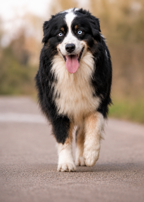 https://chiens-de-france.com/photo/chiens/2025_01/tn200/TN200_202605181338316a0afa37c154e.png
