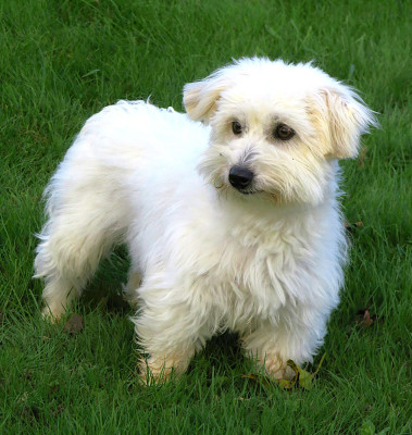 https://chiens-de-france.com/photo/chiens/2025_01/tn200/TN200_202605211556366a0f0f1478f39.jpg