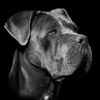 https://chiens-de-france.com/photo/chiens/2025_01/tn200/TN200_202606041013186a21339e2dea1.jpg