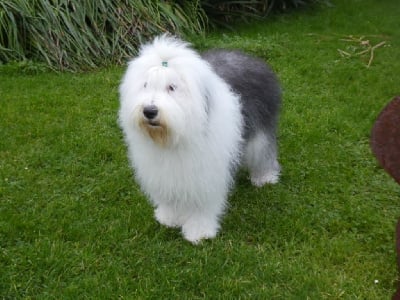 https://chiens-de-france.com/photo/chiens/2025_01/tn200/TN200_chiens-Bobtail-3eec0749-78d4-0294-311d-f0ea1d107aa4_min.jpg