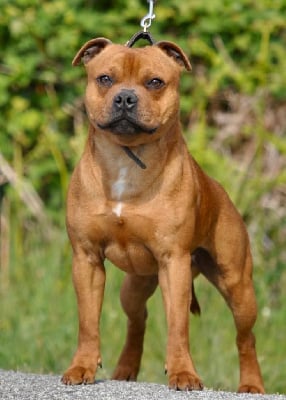 CH. strongbull's knl Taliesin