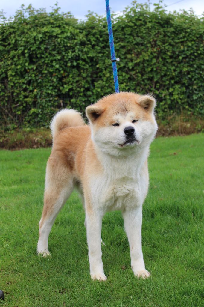 Mon chien go di bordakitainu kensha