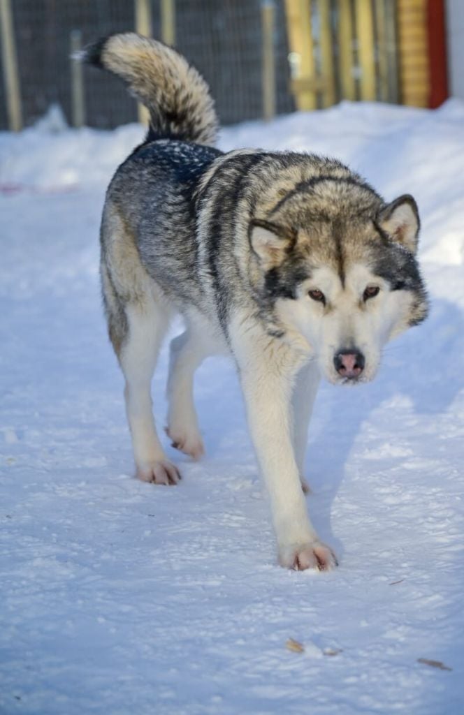 Once upon a time From White Mountain Lapland