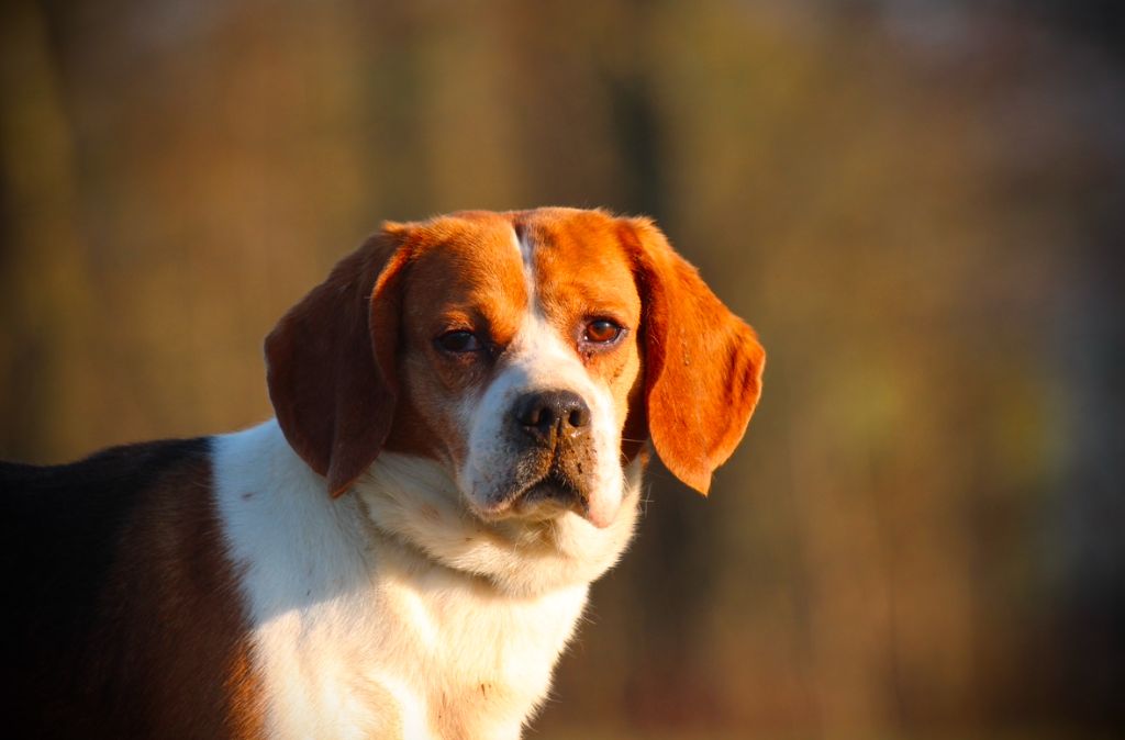 Les Beagle de l'affixe   Du Domaine Des Loups Mer