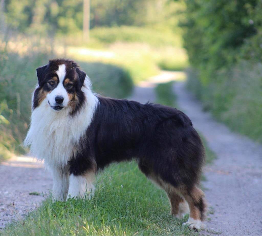 Self control De L'Aussie Happy