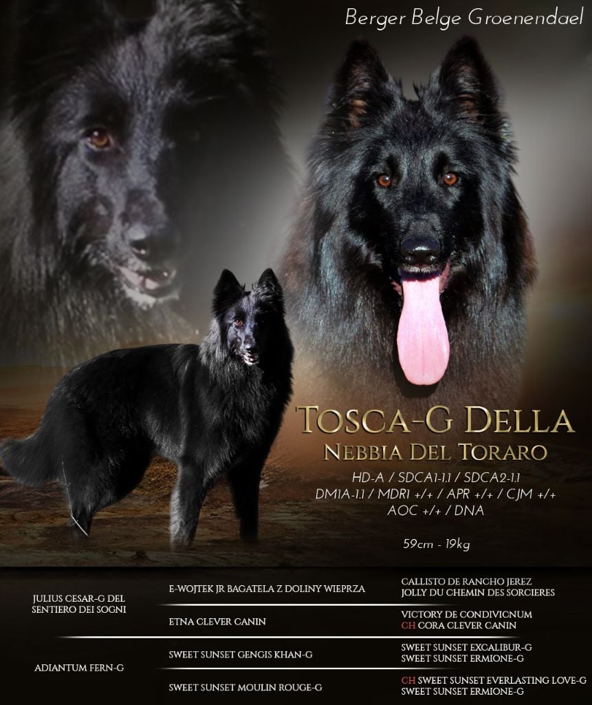 Tosca-g della nebbia del toraro