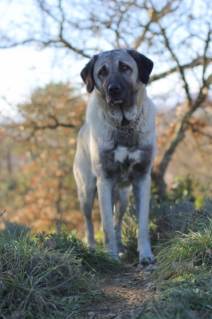 general.Les Berger Kangal general.delaffixe  Des Perles Géantes