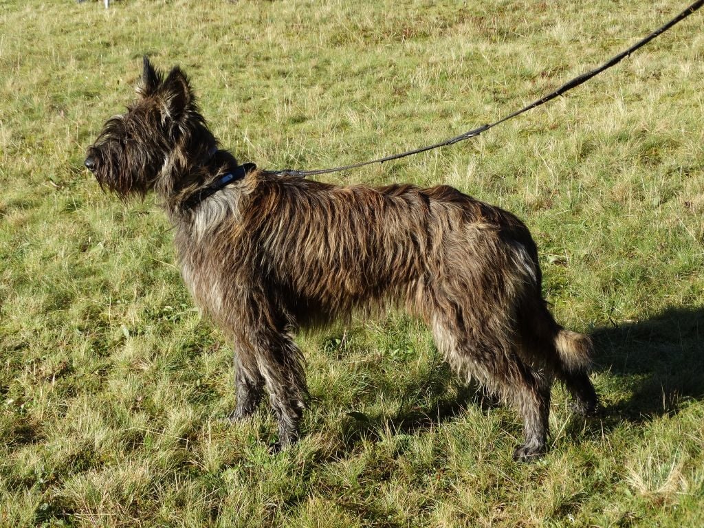 Tonka Du clos d'aria