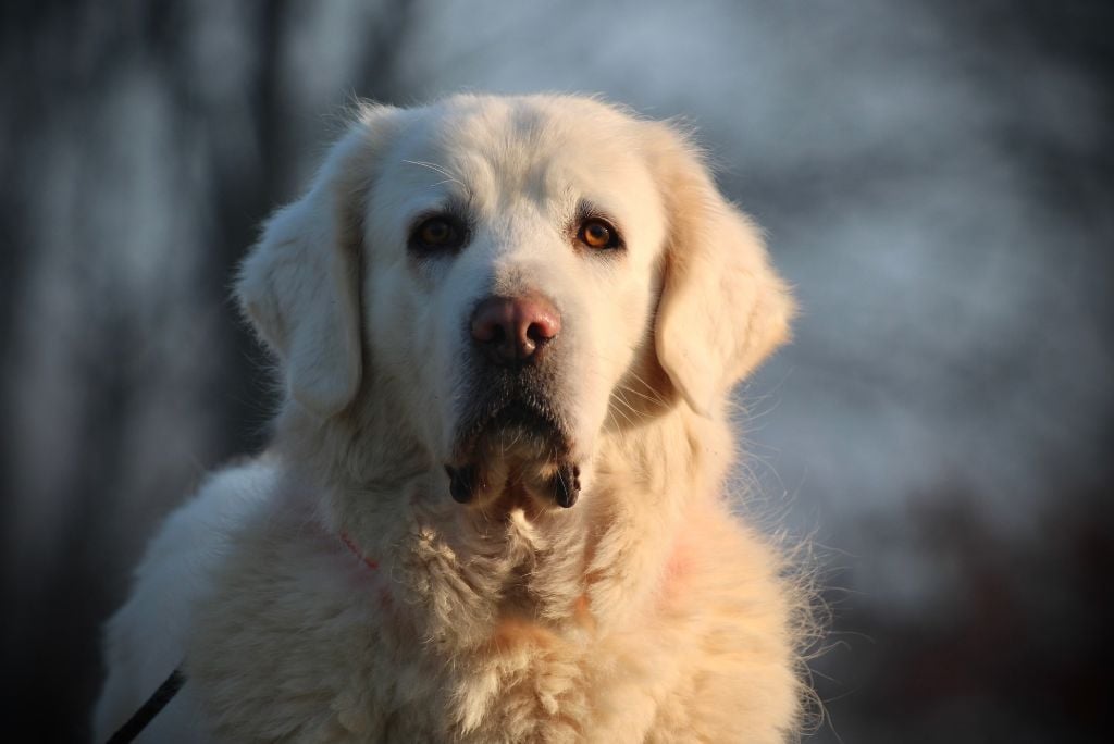 Peggy domaine des loups mer