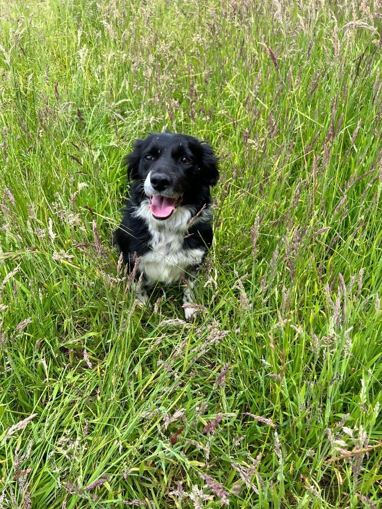 Sweetie De La Vallée Des Quatre Griffes