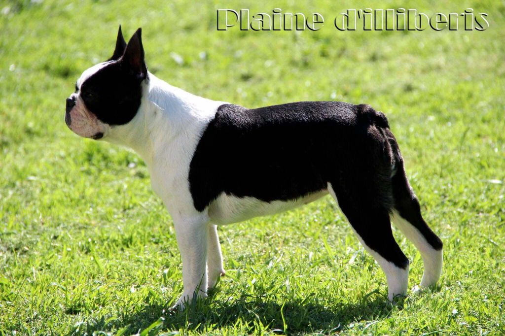 Les Boston Terrier de l'affixe   De La Plaine D'illiberis