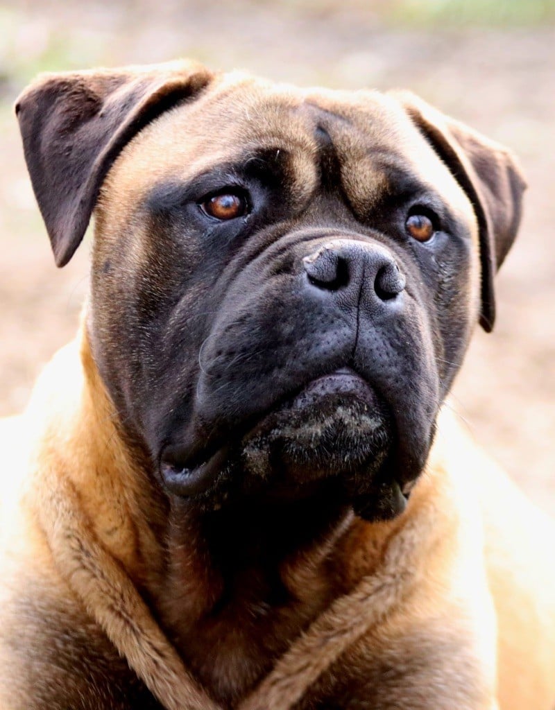 Les Bullmastiff de l'affixe   the Breeding Winner