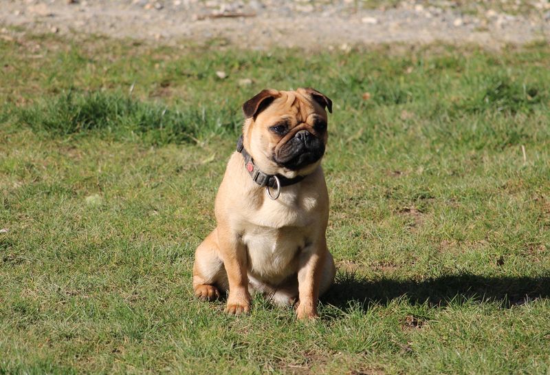 Uxie du Parc Des Carlinoux