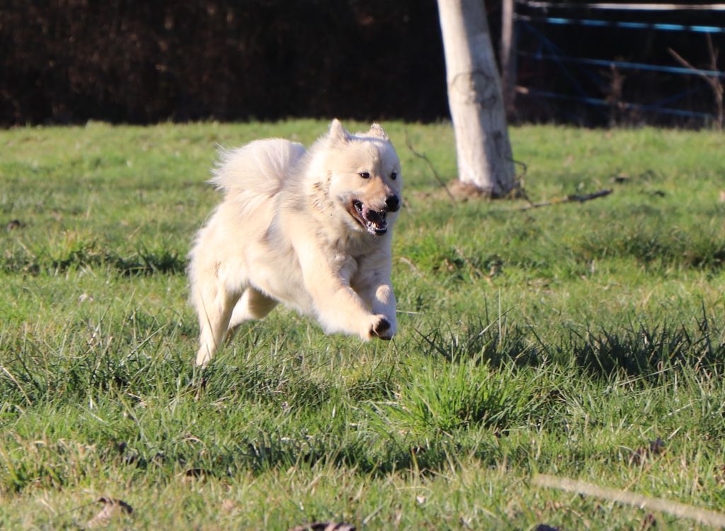 Satine Des Loups Ariegeois