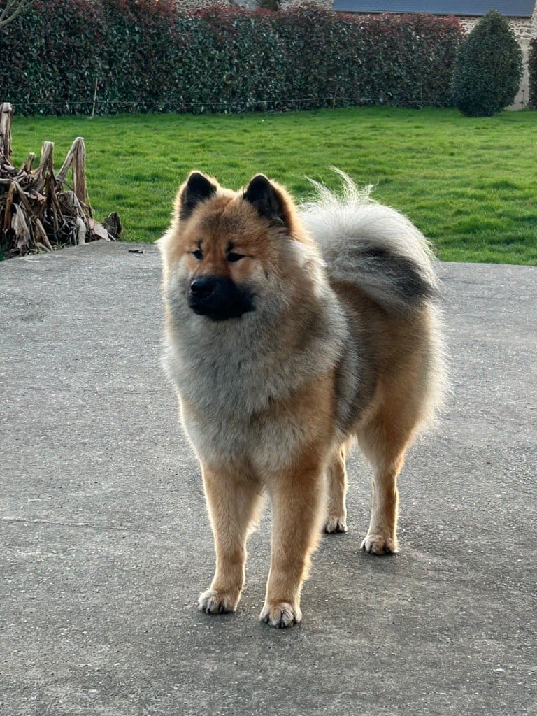 Volva freya joggie Des Murmures De Sigrune