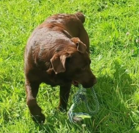 Les Labrador Retriever de l'affixe   du regard de bianca