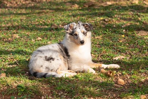 Vaban le prince rebelle bleu des Crocs de Provence