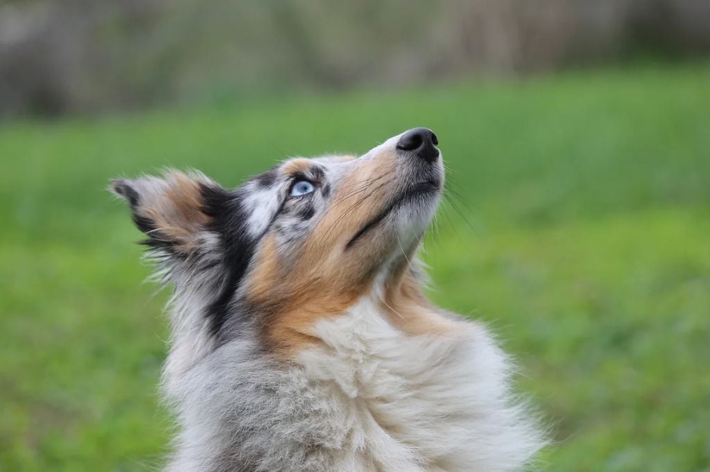 Les Shetland Sheepdog de l'affixe   De La Foret Noir Et Feu