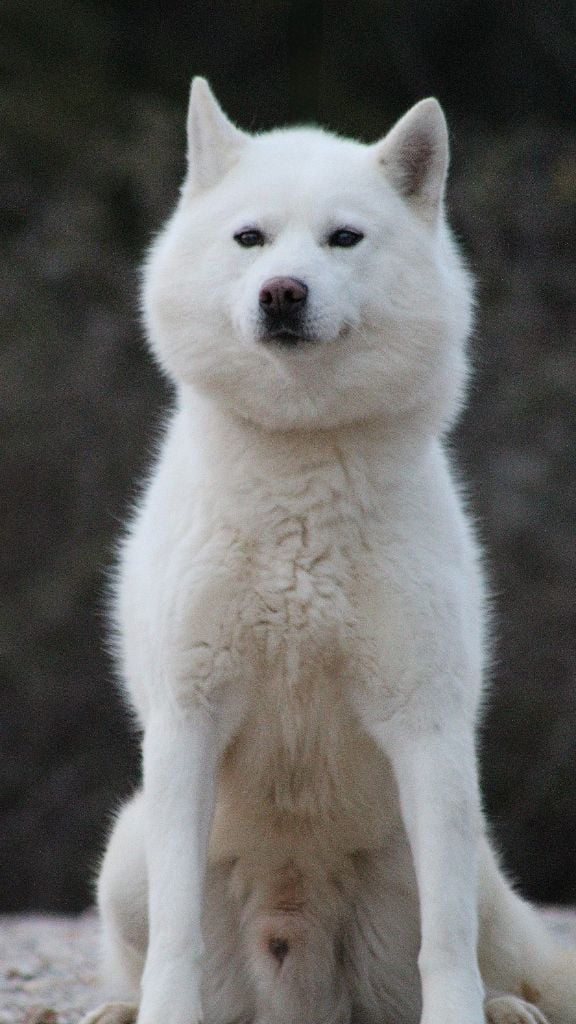 general.Les Siberian Husky general.delaffixe  Of Masadora