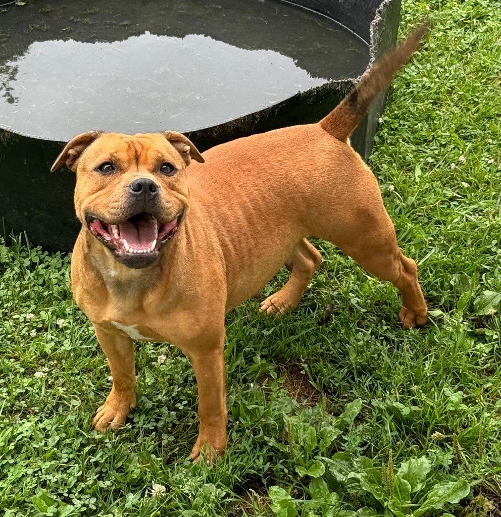 Les Staffordshire Bull Terrier de l'affixe   Of Molosse Forever