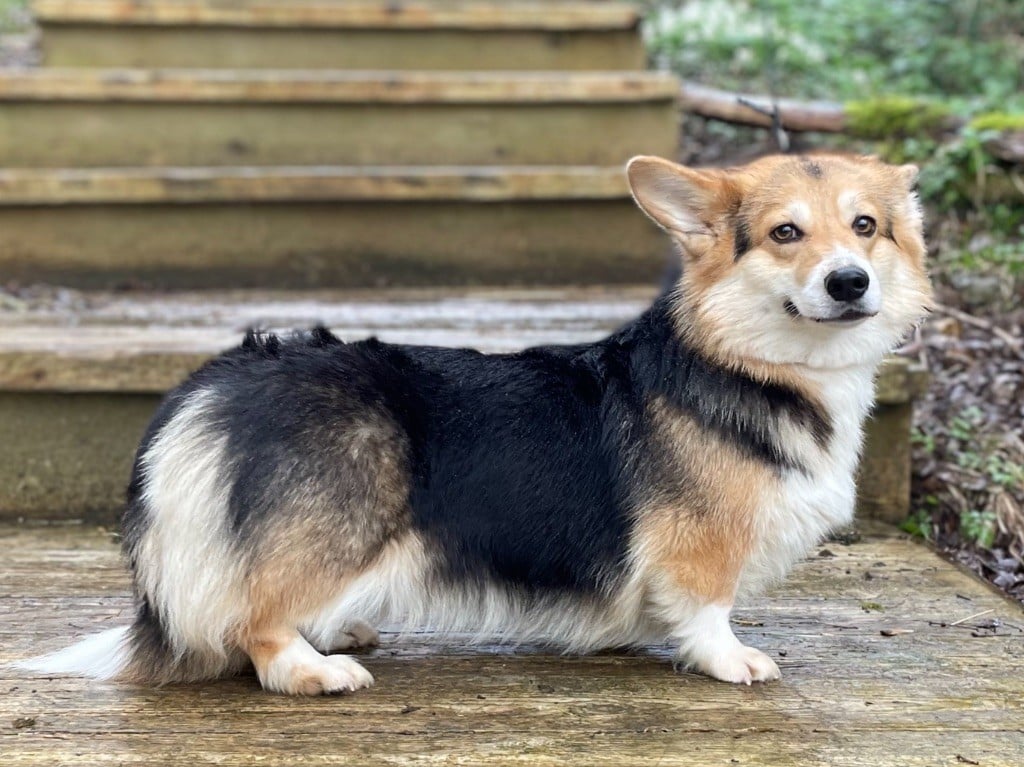 Les Welsh Corgi Pembroke de l'affixe   De La Cour Des Iles