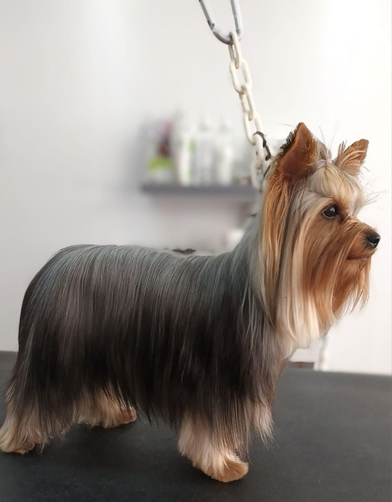 Les Yorkshire Terrier de l'affixe   De Douce Etoile Flora