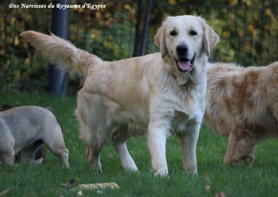 https://chiens-de-france.com/photo/chiens/2025_02/tn200/TN200_202511031455176908b44590299.jpg