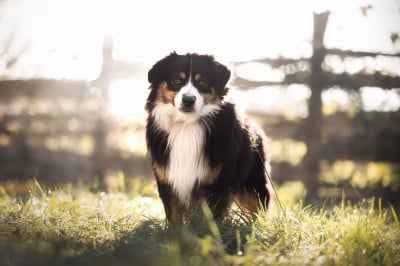 https://chiens-de-france.com/photo/chiens/2025_02/tn200/TN200_202511272005516928a10fc3eb0.jpeg