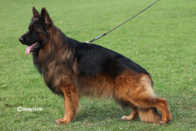 Udelyss De L'Aisance Des Bois
