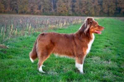 https://chiens-de-france.com/photo/chiens/2025_02/tn200/TN200_202601261704276977908b49a9b.jpg