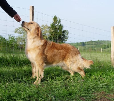 https://chiens-de-france.com/photo/chiens/2025_02/tn200/TN200_20260201111818697f286a8f473.jpg