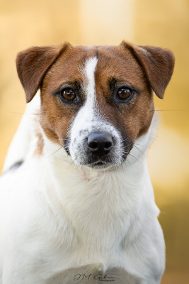 Very original Ted De L'arche De Chambord