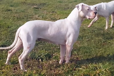 https://chiens-de-france.com/photo/chiens/2025_02/tn200/TN200_20260224081839699d50cf15023.jpg