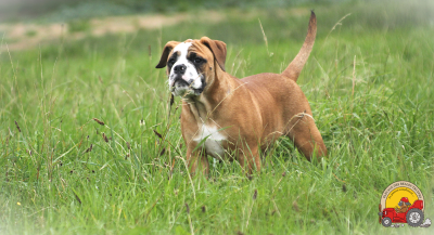 https://chiens-de-france.com/photo/chiens/2025_02/tn200/TN200_20260224115327699d832742118.png