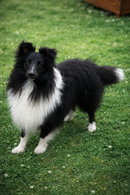 Valak the black legend De la foret des reves bleus